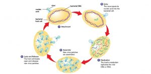 The Lytic Infection Cycle